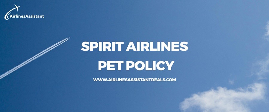 spirit airlines pet travel policy